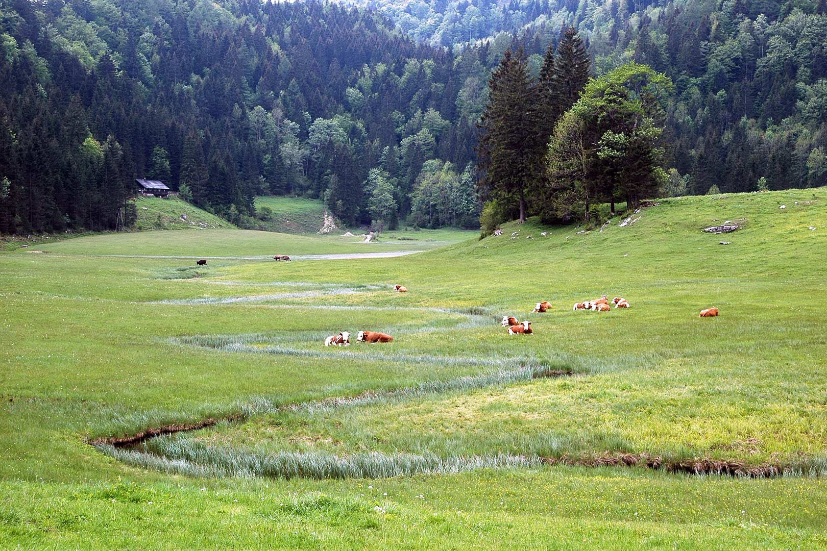 halleswiessee_ooe_DSC_0056-(c)Egger