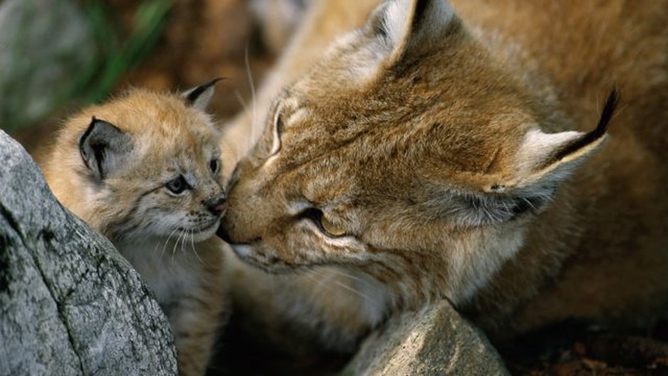 Bedroht vom Flächenfraß eine Luchs-Mutter mit ihrem Jungtier