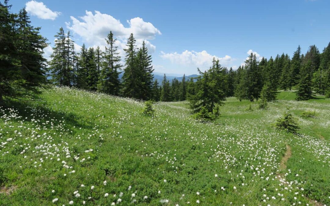 WWF fordert starke Biodiversitäts-Strategie gegen Artensterben