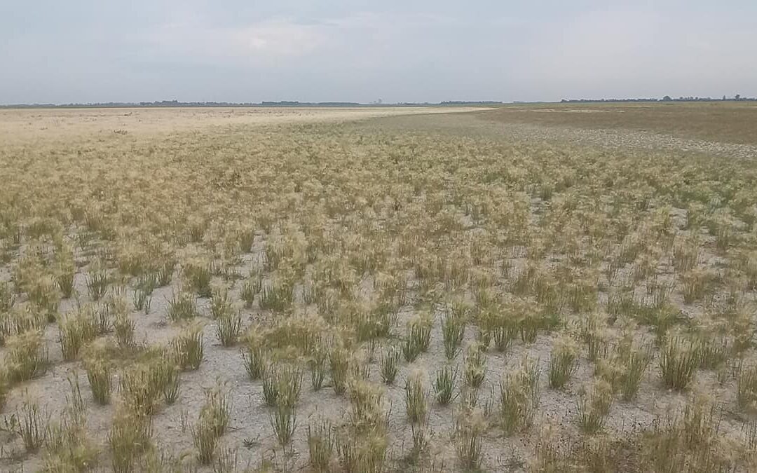 Die ausgetrocknete Lange Lacke im Sommer 2020 der Lackenboden wird von der Maehnengerste Hordeum jubatum einem invasivem Neophyten besiedelt