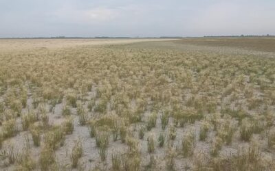 WWF fordert Maßnahmenpaket gegen Wasserknappheit in Ostösterreich